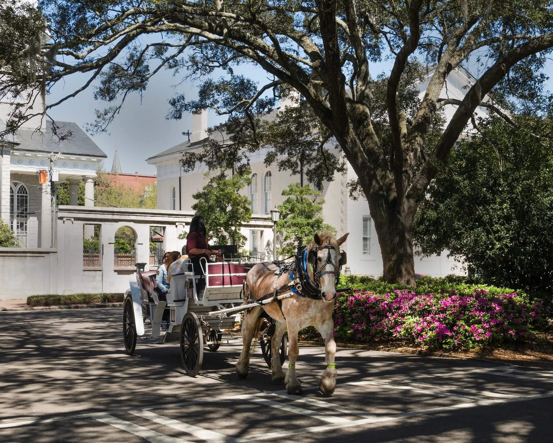 IMG_4184Best Way to See Historic Savannah